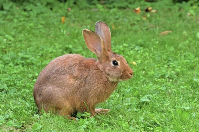 Observation d'un lapin - 2mn 35s